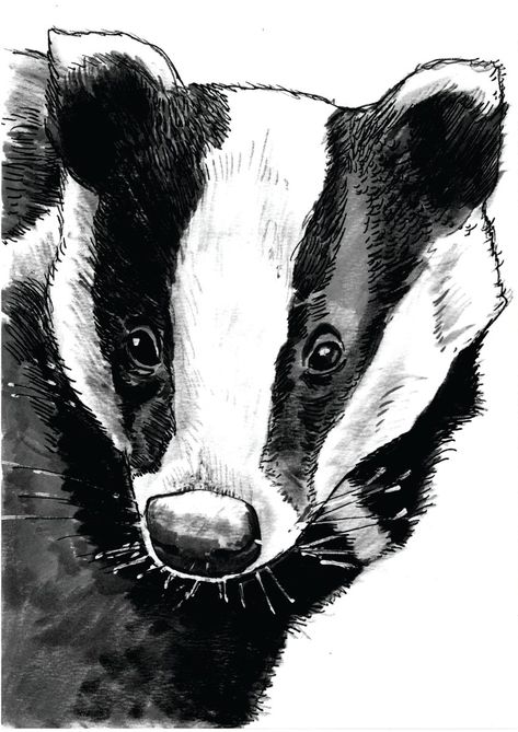 Printed from a hand drawn illustration of a Badger, by illustrator Nick Gribbon. A5 (14.85cm x 21cm) digital art print on 210gsm paper. Signed by... Cartoon Badger Drawing, Motivating Art, Badger Illustration, Art Topics, Wood Illustration, Sketchbook Tour, Animal Ideas, Art To Try, Hand Drawn Illustration