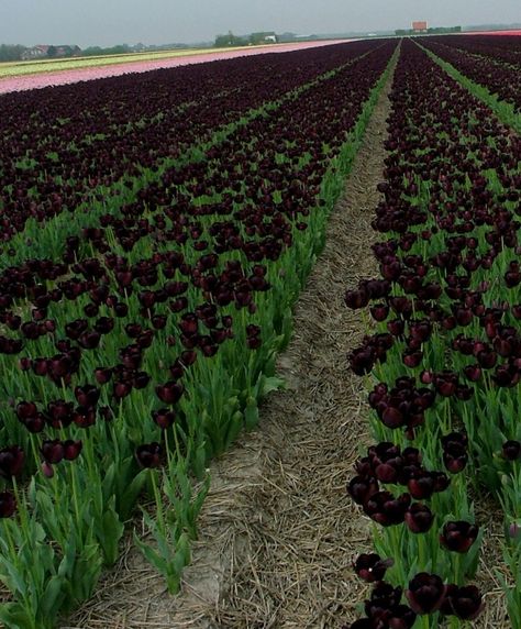 An entire field of Queen of the Night tulips! Stunning! Queen Of The Night Tulip Aesthetic, Queen Of Night Tulip, Tulip Queen Of The Night, Black Tulips Aesthetic, Queen Of The Night Tulip, Night Tulips, Tulips Black, Queen Of Night, Black Plants