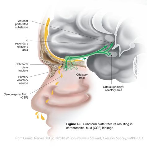 Cranial Nerves - Cranial nerve I. Olfactory Nerve - Sensory - Major functions: Sense of smell Cranial Nerves Face, Cranial Nerves Drawing, Brain And Cranial Nerves Human Anatomy, Olfactory Nerve, Cranial Nerves Function, Cranial Nerves Diagram, Cerebrospinal Fluid, Cranial Nerves, Health Board