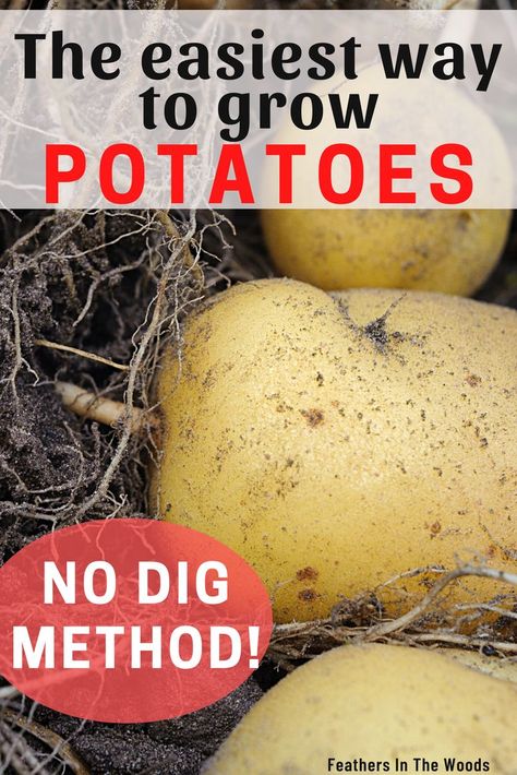 Potatoes being dug out of a grow bag Container Potatoes, Potato Gardening, Sweet Potato Plant, Grow Potatoes, Garden Patch, Garden Prepping, Planting Potatoes, Vegetable Garden Tips, Growing Veggies