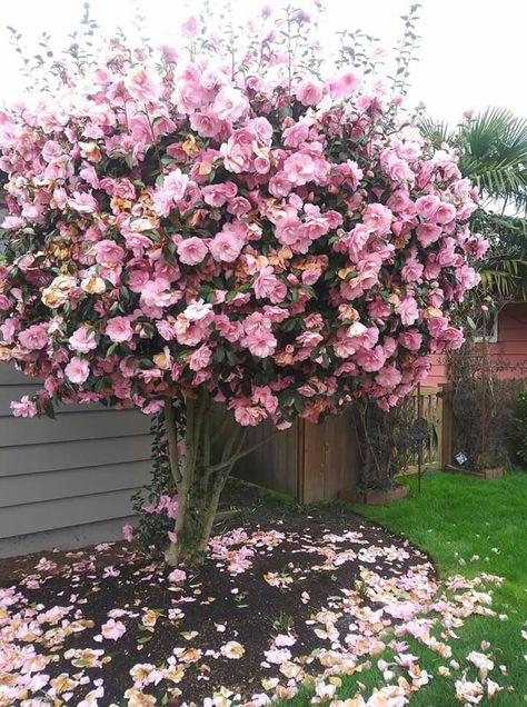 Camelias Camelia Tree, Camellia Tree, Camelia Flower, Anime Aesthetic, Yard Ideas, Landscape Design, Beautiful Flowers, Yard, Sparkle