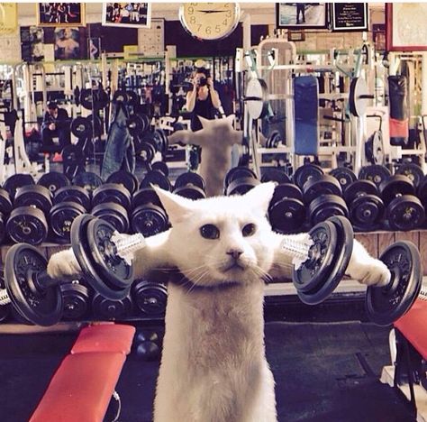 Cat Gym, Cat Work, Koci Humor, Gym Memes, Gym Humor, Funny Cat Pictures, Workout Humor, Silly Cats, Cat Pics