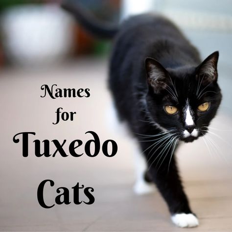 Cat Names Female, Female Tuxedo, Tuxedo Cat Facts, Warrior Cat Names, Cool Tuxedos, Cute Cat Names, Mean Cat, Cat Personalities, Black And White Tuxedo