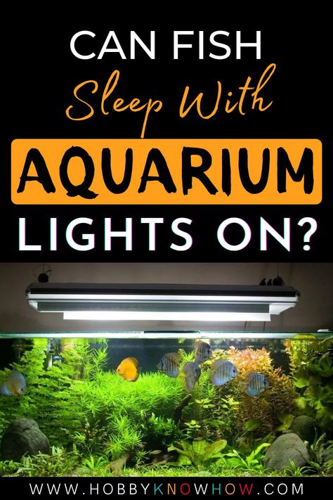 As a beginner to fish keeping, you may have many questions about the lighting in your aquarium. Which lighting color is best? How does the lighting help the fish? Will my fish sleep well with the aquarium lights on? We'll explore the answers to your lighting questions. Glo Fish Aquarium Ideas, Indoor Hobbies, Fish Keeping, Fish Tank Lights, Aquarium Light, Finding A New Hobby, Led Aquarium Lighting, Plant Help, Natural Ecosystem