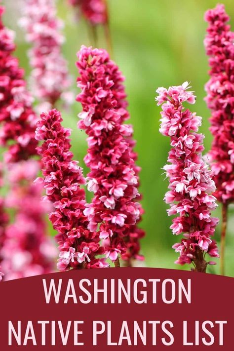 Planning to update your WA landscape? This Washington native plants list will help you get started on the right foot, with plants that are easy to maintain. Washington Native Plants, Hardscape Backyard, Native Plant Landscape, Backyard Trees, Native Plant Gardening, Permaculture Gardening, Blooming Garden, Wildflower Garden, Pollinator Garden