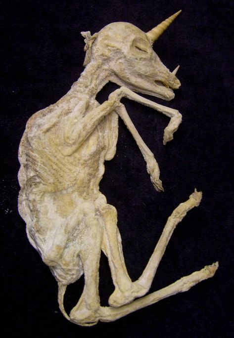 Baby Unicorn Discovered - Gallery | eBaum's World Baby Unicorn, Ancient Mysteries, Ancient Aliens, Weird And Wonderful, Ancient History, Mythical Creatures, Archaeology, Fossil, Skeleton