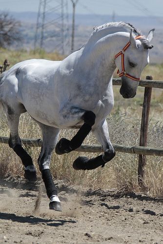 Cai Arabi, Grey Horse, Most Beautiful Animals, Majestic Horse, All The Pretty Horses, Horse Crazy, White Horses, Cute Horses, Horse Photos