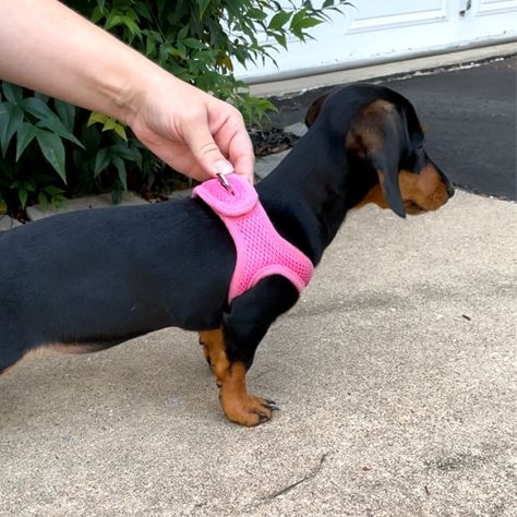 velpro pin harness dachshund puppy Mini Dachshund Clothes, Dachshund Harness, Dog Meds, Mini Doxie, Dachshund Accessories, Dachshund Facts, Piebald Dachshund, Dog Harness Pattern, Puppy Items