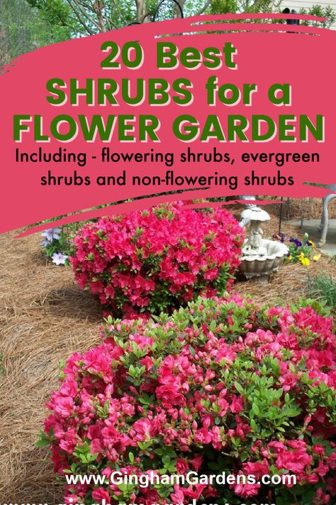 Flower Bed Bushes Shrubs, Flowering Evergreen Shrubs, Wild Bushes And Shrubs, Virginia Sweetspire Shrubs, Evergreen Flowering Shrubs Zone 8, Red Shrubs, Landscaping Shrubs, Colorful Shrubs, Garden Front Of House