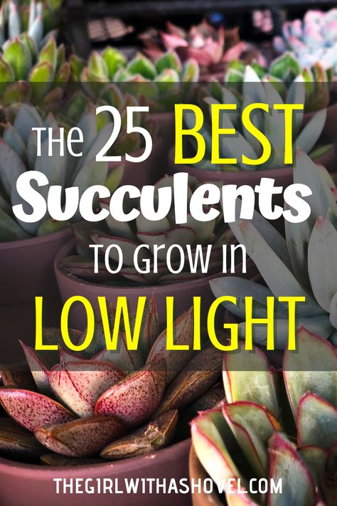 If you're looking to add a bit of greenery to your home without investing in bright lights or specialized climate control, you're in luck. There are plenty of low light succulents that are easy to care for and will thrive in most indoor conditions. In this article, we'll look at some of the best indoor succulents to grow in low light - perfect for anyone looking to liven up their homes without breaking the bank. Succulent Grow Light Set Up, Low Light Succulents Indoor, How To Care For Succulents Indoors, Best Indoor Plants For Low Light, Identifying Succulents, Sunroom Floor, Water Succulents, Low Light Succulents, Succulent Varieties