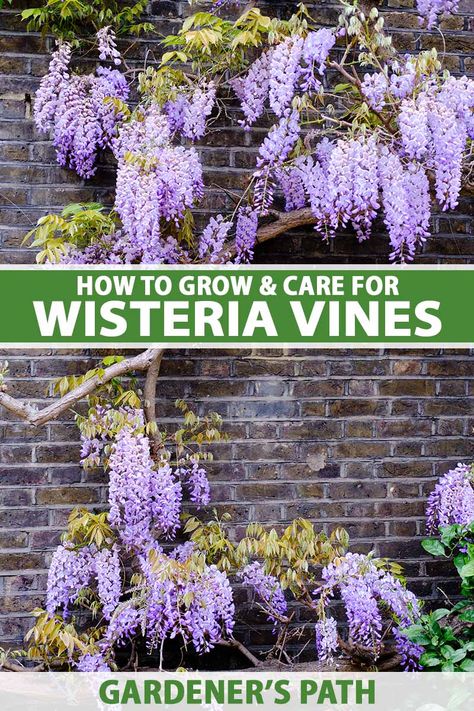 A wisteria in bloom is like something out of a fairy tale, with otherworldly clusters of purple, white, or pink blossoms dripping all over the vine. But it can quickly become a nightmare if it grows where you don’t want it. Visit Gardener’s Path now to learn how to grow this plant properly. #wisteria #gardenerspath Wisteria How To Grow, Wisteria Amethyst Falls, Wisteria Trellis, Wisteria Arbor, American Wisteria, Wisteria Plant, Ferns Garden, Wisteria Tree, Purple Wisteria