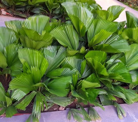 Ruffled Fan Palm, Licuala Palm, Contour Landscape, Licuala Grandis, Chinese Fan Palm, Nipa Hut, Tropical Photography, Landscape Beds, Tropical Landscapes