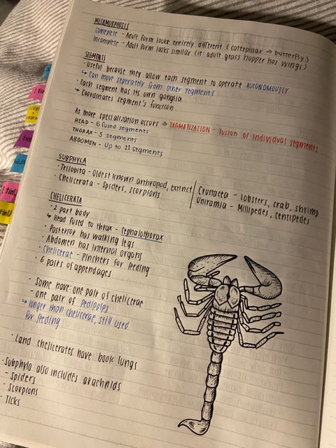 Wildlife Biology Notes, Marine Biology Study Notes, Biology Major Aesthetic, Marine Biologist Notes, Marine Biology Aesthetic Notes, Study Marine Biology, Marine Biology Notes, Zoology Career, Zoology Notes