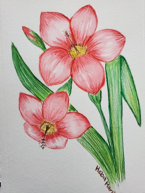 Beautiful Flower Drawings Colour, Pencil Colour Drawing Flower, Color Pencil Drawing Easy, Color Pencil Art For Beginners, Flower Drawings With Color, Flower Bouquet Drawing, Easy Flower Drawings, Pencil Drawings Of Flowers, Beautiful Flower Drawings