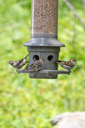 Pine Siskins flock to thistle or nyjer feeders and other small seeds such as millet or hulled sunflower seeds. Pine Siskins, pine siskin, Finch, finches, birds, birds of montana, montana birds, Pine Siskins picture, Pine Siskins pictures, Pine Siskins images, montana fish wildlife and parks, Brown birds, Brown bird, Male Pine Siskins, Female Pine Siskins, Pine Siskins #pine siskin #Finch #finches #birds #birds of montana #montana birds #Pine Siskins picture #Pine Siskins pictures Pine Siskin, Brown Birds, House Finch, Siskin, Brown Bird, Finches, Goldfinch, Bird Photo, Millet