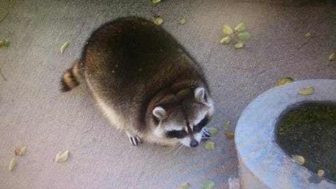 Chubby Trash Panda is listed (or ranked) 21 on the list The 51 Fattest Animals in Internet History Fat Raccoon, Fat Animals, Quick Pics, Pet Raccoon, Raccoon Funny, Trash Panda, Funny Animal Pictures, Nature Animals, Animal Memes