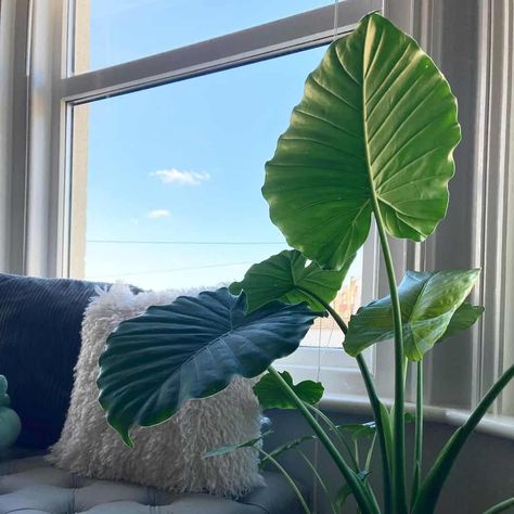 How To Grow An Elephant Ear Plant Indoors (The Best Tips) Growing Elephant Ears Indoors, Indoor Elephant Ear Plant, Growing Elephant Ears From Bulbs, Elephant Ears Plants Indoor, Giant Elephant Ear Plant, Elephant Ear Plant Indoor, Elephant Ears Plants, Elephant Ear Plant Care, Black Elephant Ears