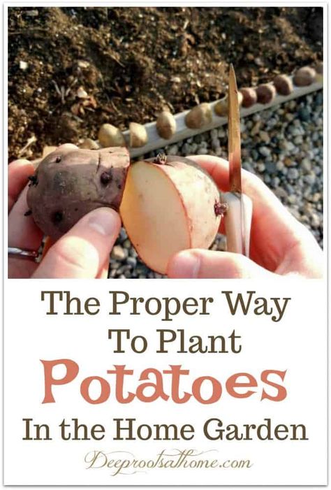 Potatoes Planting, When To Plant Potatoes, Potatoes Growing, Garden Potager, Plant Potatoes, Potato Gardening, Seed Potatoes, Grow Potatoes, Planting Potatoes