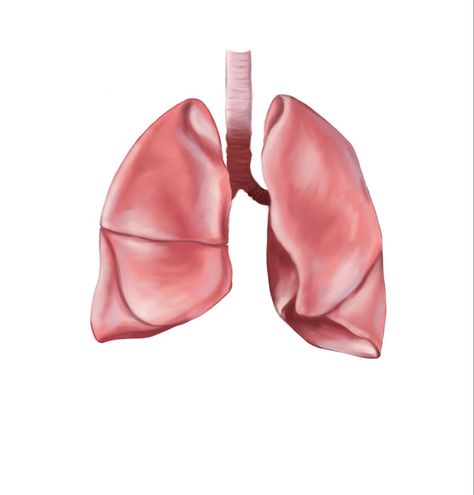 This was made by me, a drawing based on a realistic image of the lungs Lungs Realistic, Lung Artwork, Drawing Of Lungs, Lung Drawing, Lungs Drawing, Lungs Art, School Painting, Realistic Paintings, Poses References