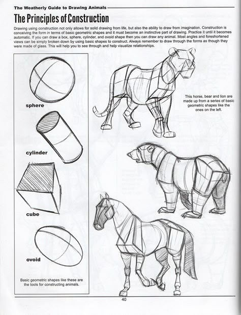 Animal Construction Drawing, Structural Drawing, Animal Sketch, Cartoon Drawing Tutorial, Perspective Drawing Lessons, Animals Drawing, Horse Anatomy, How To Draw Animals, Human Anatomy Drawing