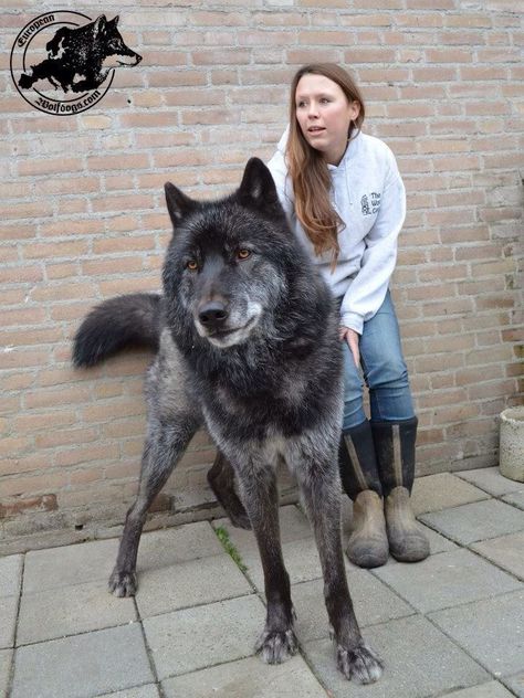 Wolf Hybrid http://pic.twitter.com/LZDApcpEtX  Animal Life (@MeetAnimals) June 23 2017 Wolf Hybrid Dogs, Velcí Psi, Wolfdog Hybrid, Big Wolf, Gray Dog, Wolf Hybrid, Cele Mai Drăguțe Animale, Psy I Szczenięta, Hybrid Dogs