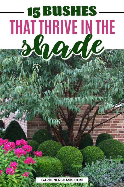 This list of shade loving bushes that grow under trees is awesome! I can't wait to try tree peonies, Japanese maples and boxwood in the shade garden in my backyard. Best Shrubs For Shade, Maple Tree Landscape, Evergreens For Shade, Shade Loving Shrubs, Tree Peonies, Shade Landscaping, Evergreen Bush, Plants Under Trees, Shade Shrubs