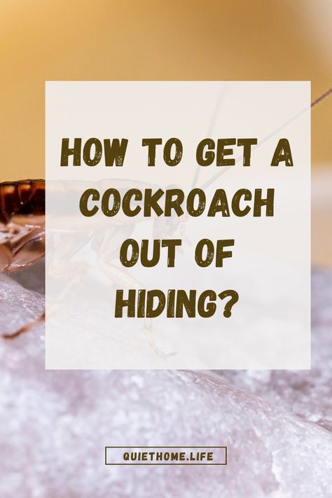 How to Get a Cockroach Out of Hiding Natural Way To Get Rid Of Roaches, German Cockroaches How To Get Rid Of, How To Get Rid Of Roaches In Apartment, Get Rid Of Roaches Fast House, How To Keep Roaches Out Of Your House, Diy Roach Killer Homemade, How To Kill Cockroaches Fast, How To Get Rid Of Roaches For Good, How To Get Rid Of Roaches