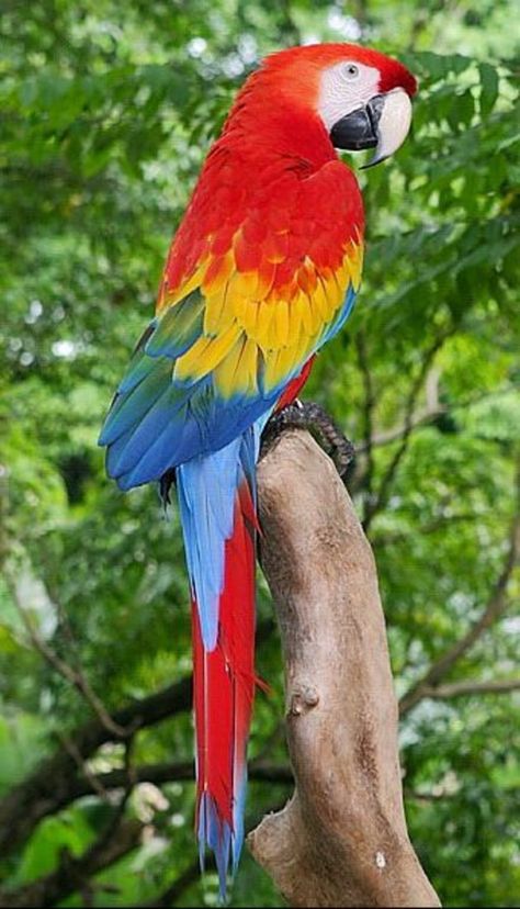 Burung Kakatua, Rainforest Birds, Parrot Wallpaper, Parrots Art, Rainforest Animals, Macaw Parrot, Colorful Parrots, Parrot Bird, Parakeets