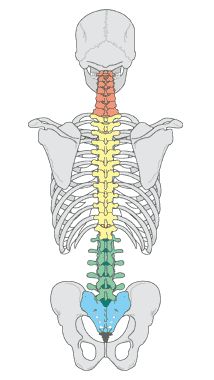 Back Anatomy, Spine Drawing, Spinal Column, Skeleton Anatomy, Human Spine, Skeletal System, Human Anatomy Drawing, Human Skeleton, Human Anatomy And Physiology