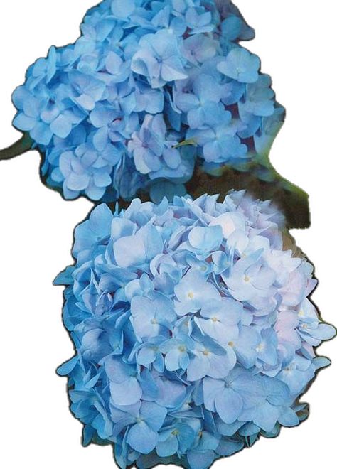 Types Of Blue Flowers, Blue Perennials, Blue Flower Png, Hydrangea Sticker, Blue Flowers Garden, Blue Flowers Transparent Background, Types Of Blue, Splash Of Color, Blue Flowers