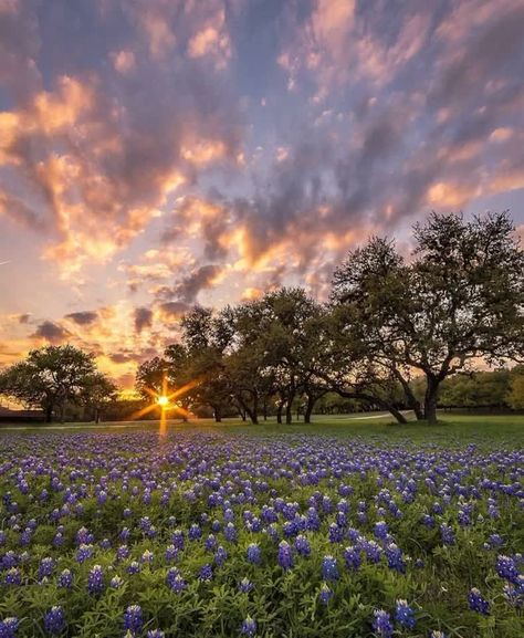 TEXASn01 on Instagram: “Thank for repost @texas_hillcountry  000 Picture perfect! Ready for some sun and spring? ☀🌱 📷: @jmooreoutdoorphoto…” Texas Scenery, Texas Decor, Texas Bluebonnets, Road Trip Routes, Dream Life House, Photography Images, Blue Bonnets, Flower Beauty, Great Pictures