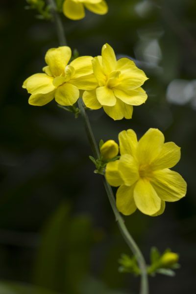 Hardy Jasmine Vines: Choosing Jasmine Plants For Zone  -  With a little extra care in winter, even common jasmine can be grown in zone 6. However, winter jasmine or Jasminum nudiflorum, is the more often grown jasmine variety for zone 6. Click this article to learn more about growing jasmine in zone 6. Winter Jasmine Flower, Common Jasmine, Growing Jasmine, Jasminum Nudiflorum, Jasmine Vines, Flower Jasmine, Planter Arrangements, Winter Jasmine, Jasmine Vine