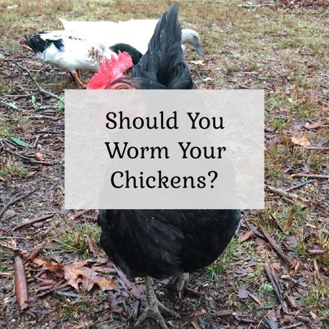 Should you worm your chickens? Introducing New Chickens To The Flock, Pullets Chickens, Chicken Flock, Meal Worms, Biggest Chicken, The Chicks, Coop Plans, Chicken Coop Plans, Flock Of Birds