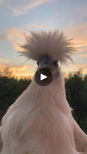 8.1K views · 179 reactions | Part:225 |Dancing Chickens#satisfying #fyp #viral#fyp #amazing #funny #memes #funnyreels #funnyanimals #cute #trendingreels #foryourpage | Dancing Chickens | Dancing Chickens · Original audio Chicken Dancing, Chicken Funny Humor Pictures, Funny Chicken Videos, Funny Chicken Videos Hilarious Laughing, Chicken Memes, Funny Chicken Memes, Chicken Run Memes, Funny Cat Pictures, Cat Pics