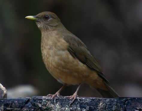 Costa Rica, Birds, Animals