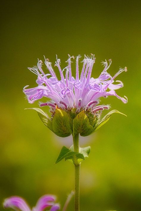 Wild Bergamot (Monarda fistulosa) / Monarde fistuleuse / Image by wdterp from flickr Wild Bergamot, Bee Friendly Flowers, Memorial Tattoo, Bee Friendly, Dream Tattoos, Art Challenge, Wonderful Things, Native Plants, Herb Garden