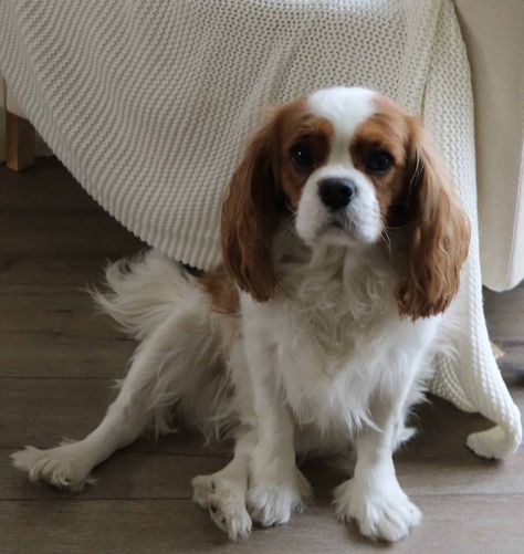 📢Femelle Cavalier King Charles à adopter 5 ans – Morbihan
Contactez le maître :
➡https://www.chiensadonner.com/ads/cavalier-king-charles-5-ans-morbihan/
🙏 Merci d’avance pour vos partages.
#chien #adoption #kingcharles #morbihan #chienadonner #chiensadonner
Attention ! Chien a donner, merci de signaler toute demande d'argent. Dandie Dinmont Terrier, Cavalier King, Cavalier King Charles, King Charles, Adoption, Dogs