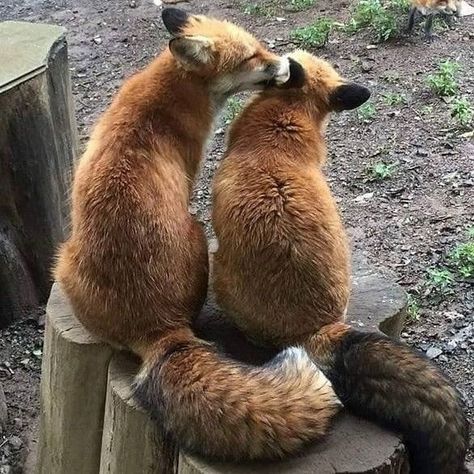 Animal Couples, Fuchs Baby, Fox Pictures, Brown Bears, Pet Fox, Animale Rare, Cute Fox, Sweet Animals, Animal Photo