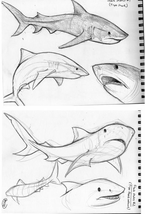 Shark drawing poses Shark Drawing, Animal Drawings Sketches, Shark Art, Pencil Art Drawings, Animal Sketches, Arte Animal, Cool Art Drawings, Sketchbook Art Inspiration, Art Inspiration Drawing