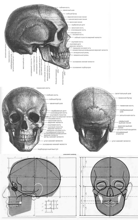 Skull From Behind, Specs Drawing, Drawing Rules, Human Structure, Skeletal Anatomy, Human Skeletal System, Anatomy Head, Human Anatomy Reference, Skull Anatomy