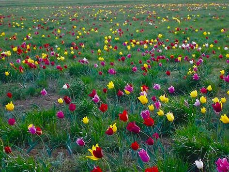 Prettiest Bouquet, Wild Nature, Spring Has Sprung, Take Me Home, Types Of Plants, Countries Of The World, Pumpkin Patch, Tulips, Blossom