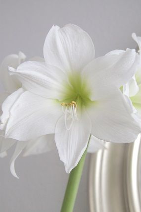 White amaryllis White Oleander Aesthetic, White Amaryllis Aesthetic, Amaryllis Photography, Amaryllis Asmodeus, Red Amaryllis Aesthetic, White Amaryllis, Forget Me Not, White Aesthetic, White Flowers