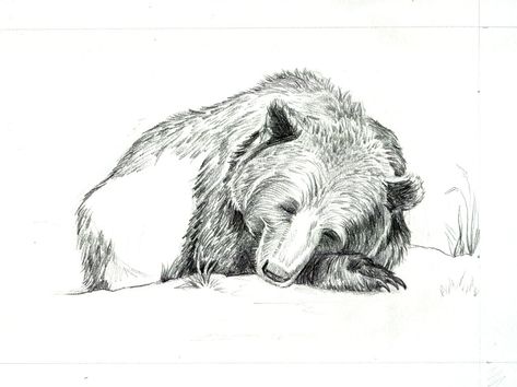 Bear Laying Down Drawing, Bear Sleeping Drawing, Sleeping Bear Tattoo, Sleeping Bear Drawing, Sleeping Bear Illustration, Bear Sleeping, Sleeping Drawing, Bear Sketch, Bear Drawings