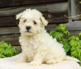 Puppies for Sale - All Breeds | Lancaster Puppies Bichon Frise Rescue, Sheepadoodle Puppy, Bichon Frise Puppy, Lancaster Puppies, Bichon Frise, Puppies For Sale, Lancaster, Online Marketplace, Adoption