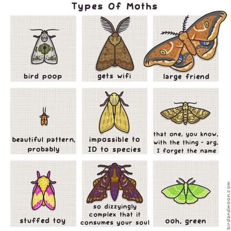 Types Of Moths, Cute Moth, Moth Art, Cool Bugs, Bugs And Insects, Drawing Tips, Cute Little Animals, Animal Memes, Nature Lovers