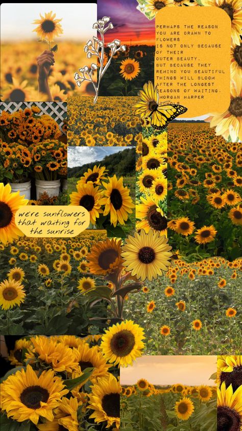 Repost without the text on it #fyp #sunflowers Volleyball Wallpaper, Cute Images For Wallpaper, Phone Background Wallpaper, Country Photography, Sunflowers Background, Paper Sunflowers, Sunflowers And Daisies, Sunflower Pictures, Flower Iphone Wallpaper