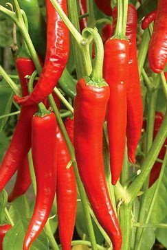 Long Hot Peppers, Beautiful Vegetable Garden, Pepper Garden, Hot Peppers Plants, Thai Red Chili, Thai Peppers, Chinese Chili, Asian Plants, Thai Stir Fry