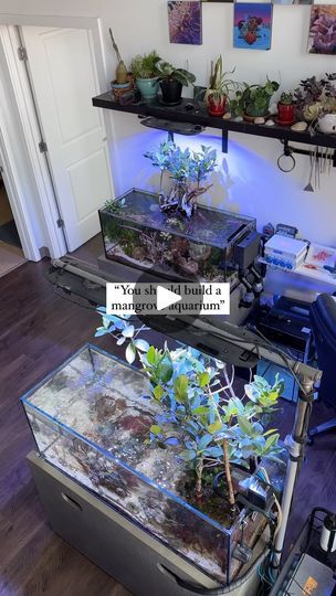 51K views · 2.9K reactions | 😉 You should 😉  Mangroves are awesome! Whether in freshwater, brackish or saltwater. Give them a try in your next aquarium project.  • • ———————————————————————  🌊🌊🌊🌊🌊 Tank: @sraquaristik Stand: @sraquaristik Lighting: @kessilled Controller: @ghl_aquariumproducts  Food: @reefnutrition @easyreefs Flow: @ecotechmarine Jebao 🌊🌊🌊🌊🌊  Use code “ inlandreef12 “ for 12% off your entry into the GHL controller line  ———————————————————————  #saltwatertank  #reeftank  #aquariumhobby #macroalgae #mangrove #plantedtank #coralreef  ——————————————————————— ©️ 2024 inland_reef All Rights Reserved | 𝙄𝙣𝙡𝙖𝙣𝙙 𝙍𝙚𝙚𝙛 | Djo · End of Beginning End Of Beginning, Saltwater Tank, Reef Aquarium, Reef Tank, Coral Reef, All Rights Reserved, Fresh Water, Lighting