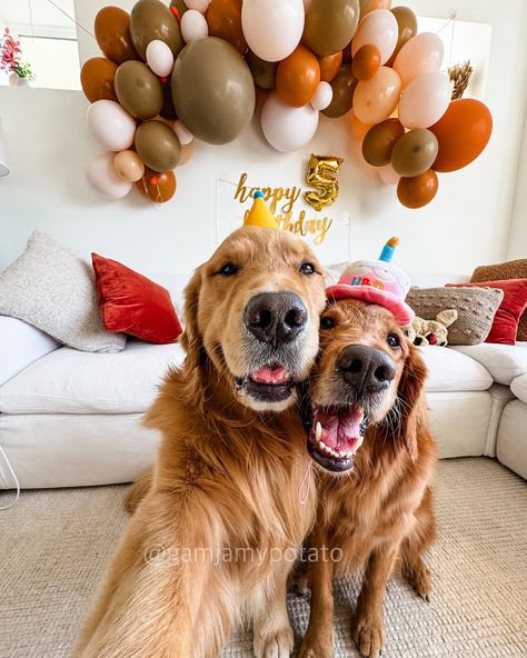 It’s my bday! 🎂 #birthdaygirl #birthday Golden 2nd Birthday, Golden Retriever Birthday, My Bday, Cake Photo, Photo Cake, Real Beauty, Adorable Animals, 2nd Birthday, Girl Birthday