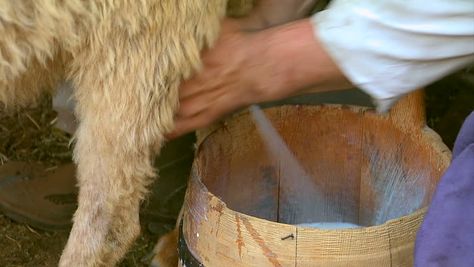 The quality of female sheep milk is directly related to the nutrition and mineral fed before and after the ewe gives birth to the lamb.  The shearing or feeding of high-quality stored forages and supplement correct balance of fats and carbohydrates changes or results in better milk production for the ewe.  Fats tend to have very high energy more than carbohydrates, and lambs normally digest fat more effectively and #Sheep Sheep Milk, Pregnancy Ultrasound, Muscular Development, Goat Kidding, Milk Production, The Lamb, Nutritional Supplements, High Energy, Sheep